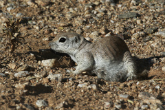 Xerospermophilus tereticaudus