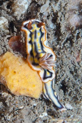 Hypselodoris jacksoni