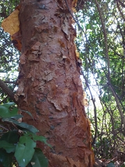 Commiphora harveyi