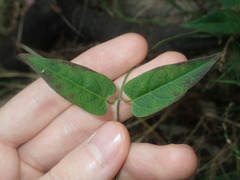 Vincetoxicum woollsii