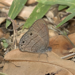 Hermeuptychia sosybius