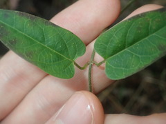 Vincetoxicum woollsii