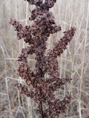 Rumex pseudonatronatus