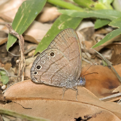Hermeuptychia sosybius