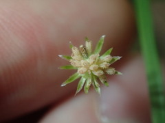 Vittadinia triloba