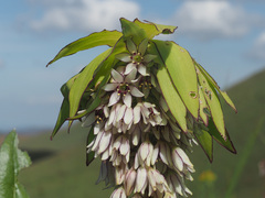 Eucomis bicolor