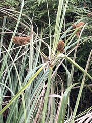 Typhaceae