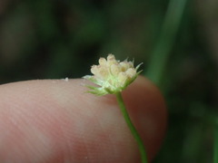 Vittadinia triloba