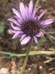 Dimorphotheca spectabilis