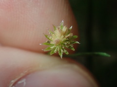 Vittadinia triloba