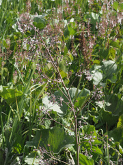 Afrotysonia glochidiata