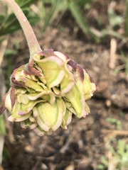 Dimorphotheca spectabilis