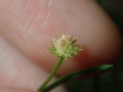 Vittadinia triloba