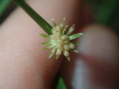 Vittadinia triloba