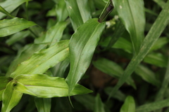 Tripogandra serrulata