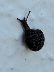 Xerotricha conspurcata