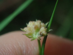 Vittadinia triloba