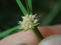 Vittadinia triloba