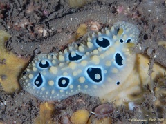 Phyllidia ocellata