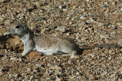 Xerospermophilus tereticaudus