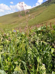 Afrotysonia glochidiata
