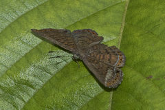 Riodinidae