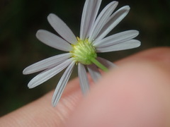 Vittadinia triloba