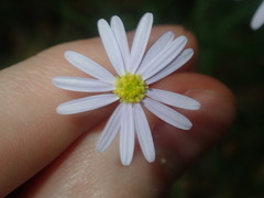 Vittadinia triloba