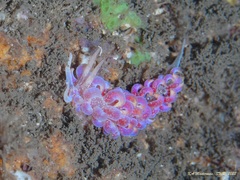 Phyllodesmium poindimiei
