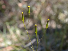 Senecio phelleus