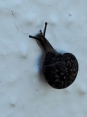 Xerotricha conspurcata