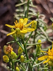 Gutierrezia sarothrae