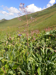 Afrotysonia glochidiata