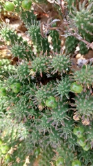 Euphorbia caput-medusae