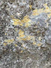 Teloschistaceae