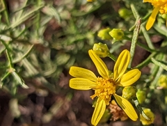 Gutierrezia sarothrae
