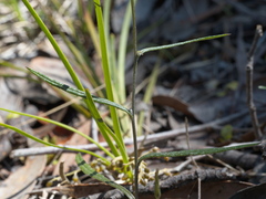 Senecio phelleus
