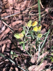 Crotalaria brevis