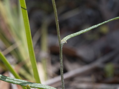 Senecio phelleus