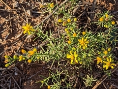 Gutierrezia sarothrae