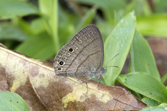 Hermeuptychia sosybius