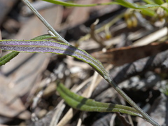 Senecio phelleus