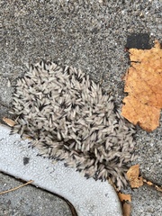 Reticulitermes hesperus