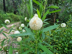 Pimelea treyvaudii