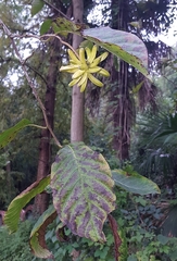 Camptotheca acuminata