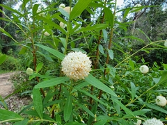 Pimelea treyvaudii