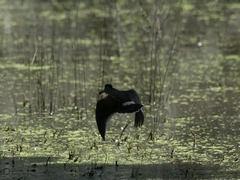 Malacorhynchus membranaceus