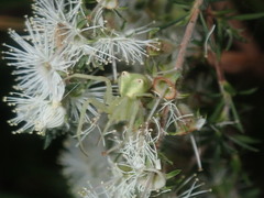 Sidymella rubrosignata
