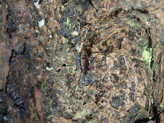 Toxorhynchites speciosus