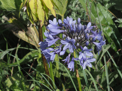 Agapanthus campanulatus